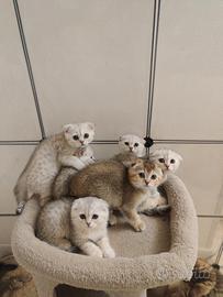 Scottish-fold 