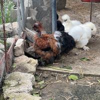 Moroseta Collo Nudo gallo Pepé