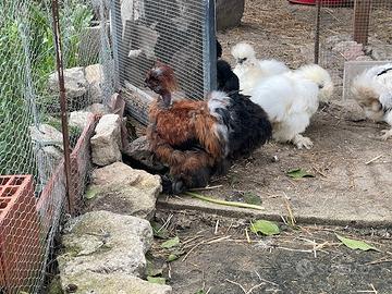 Moroseta Collo Nudo gallo Pepé