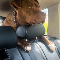 Pitbull per accoppiamento