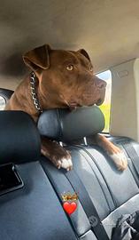 Pitbull per accoppiamento