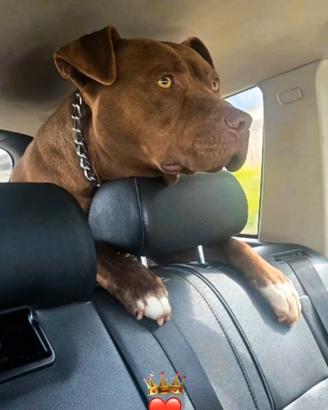 Pitbull per accoppiamento