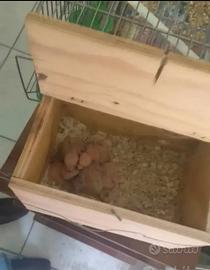 Pulli inseparabili da imbecco