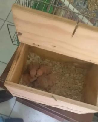 Pulli inseparabili da imbecco