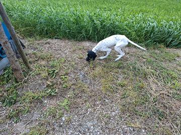 Bracco Pointer da tartufi