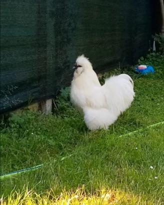 Gallo moroseta