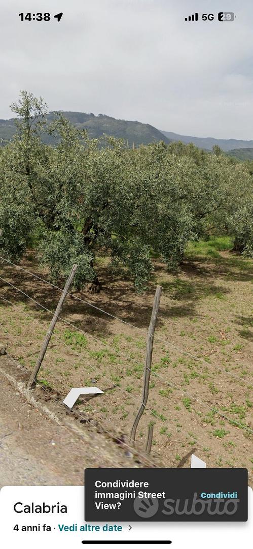 Terreno agricolo uliveto - Vista 4