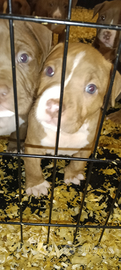 Cuccioli Pitbull pedigree
