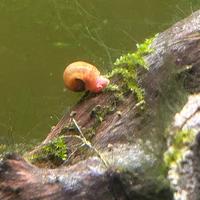 Lumache acquario
