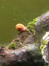Lumache acquario
