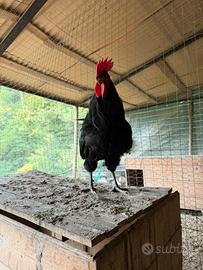 Galline ornamentali