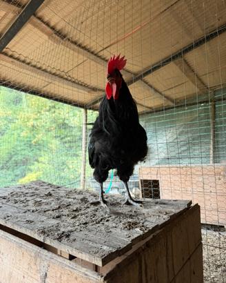 Galline ornamentali