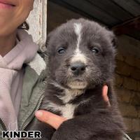 Cucciolino in adozione