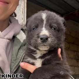Cucciolino in adozione