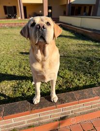 Monta Labrador