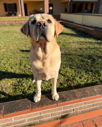 Monta Labrador