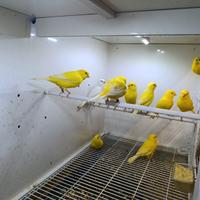 Canarini gialli ala bianca MASCHI