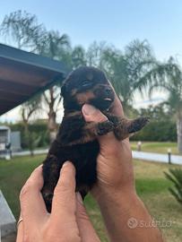 Rottweiler