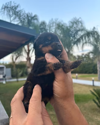 Rottweiler