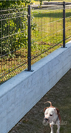 Amstaff di 2 anni per monta