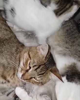 Gattini di 40gg