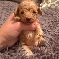 Cucciola di barboncino