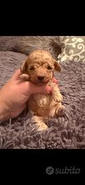 Cucciola di barboncino