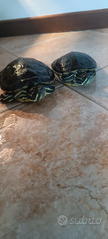 Tartarughe d'acqua