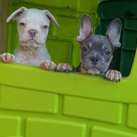Cuccioli di bulldog francese