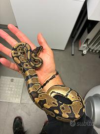 Serpente Pitone Reale