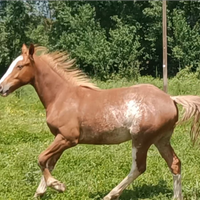 Paint horse