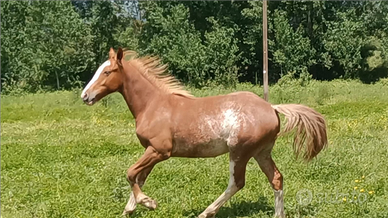 Paint horse