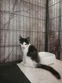 Maine coon