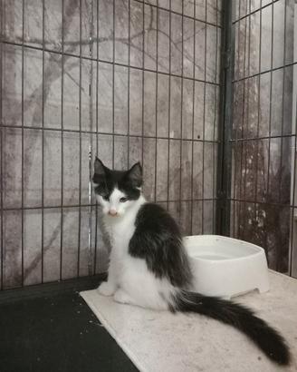 Maine coon