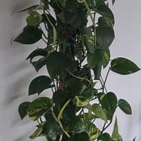 pianta photos 3 metri continua crescita 