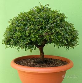 Bonsai Omo Parvifolia (Olmo Cinese/Zelkova)