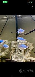 Platy tuxedo blue electric