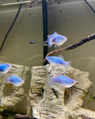 Platy tuxedo blue electric