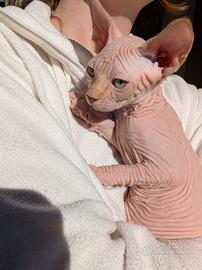 Cuccioli Sphynx 