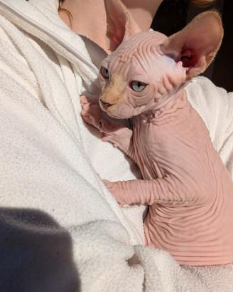 Cuccioli Sphynx 
