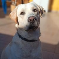 Labrador retriever per monta