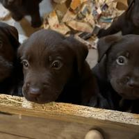 Cuccioli di Labrador