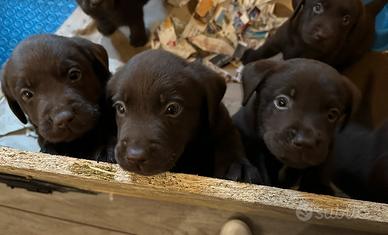 Cuccioli di Labrador