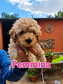 Cuccioli barboncino