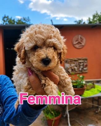 Cuccioli barboncino