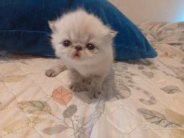 Persiana