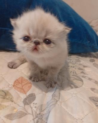 Persiana