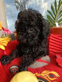 Maltipoo Cioccolato Fondente -- Femminuccia
