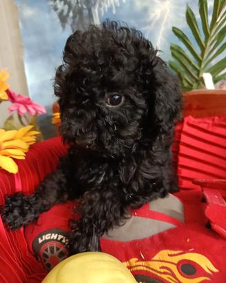 Maltipoo Cioccolato Fondente -- Femminuccia