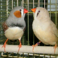 Diamanti Mandarino Bengalini